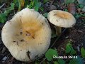 Russula fellea-amf1666